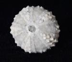 Coelopleurus coronalis (LESKE 1778) - Bild © FossNet FossilienStore